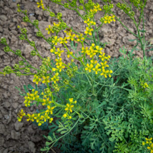 Common Rue 'Herb of Grace'