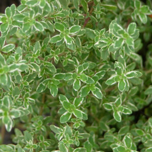 Variegated Lemon Thyme