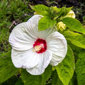 Hibiscus moscheutos