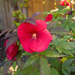 Hibiscus 'Midnight Marvel'