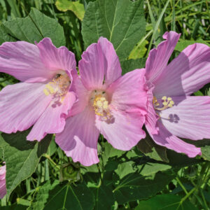 Hibiscus moscheutos