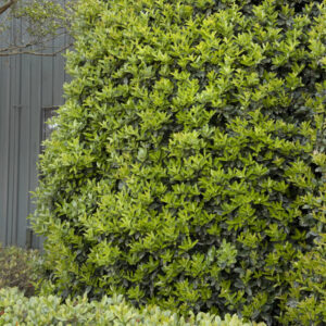 Oakland® Red Holly