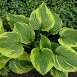 Hosta 'Aureomarginata'