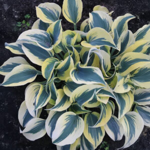 Hosta 'Autumn Frost'
