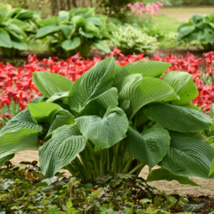 Hosta 'Empress Wu'