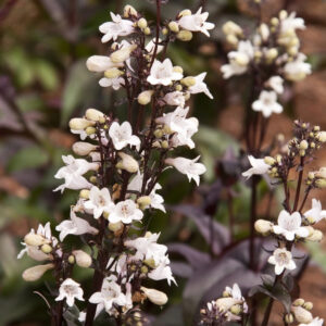 Huskers Red Beardtongue