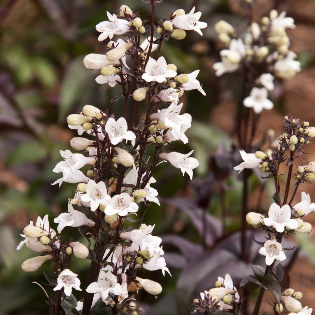 Huskers Red Beardtongue flower cluster