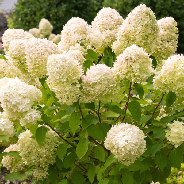 Hydrangea 'Limelight'