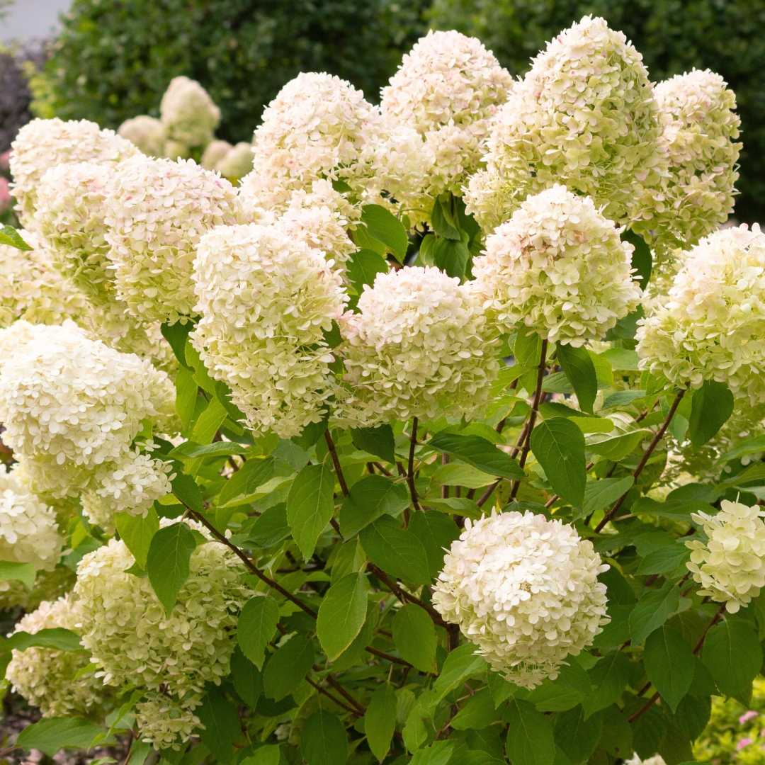 Hydrangea 'Limelight'