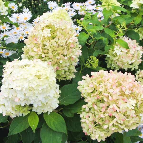 Hydrangea 'Little Lime' group