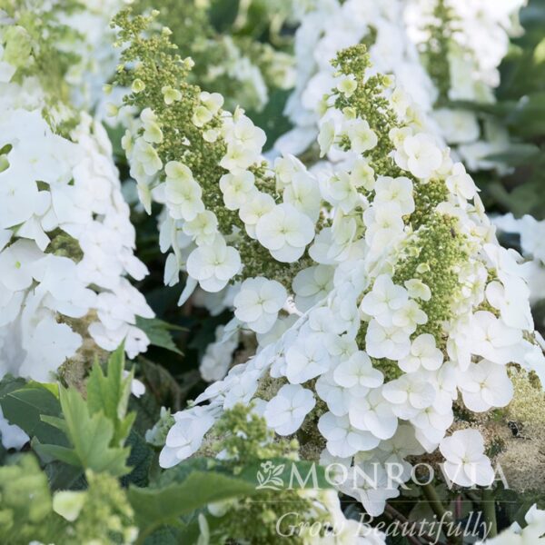 Hydrangea 'Ruby Slippers'