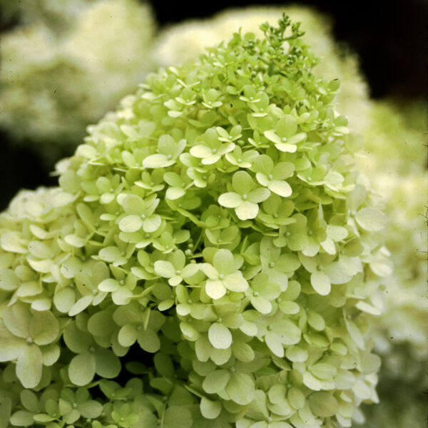 Hydrangea 'Limelight' - Image 2