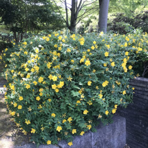 Hypericum calycinum
