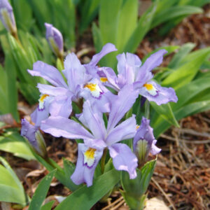 Iris 'Cristata'