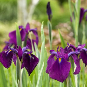 Iris ensata 'Variegata'