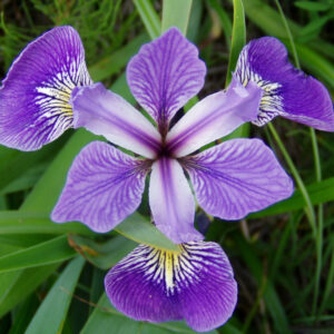 Iris 'Versicolor'