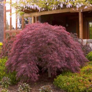 Japanese Maple 'Crimson Queen'