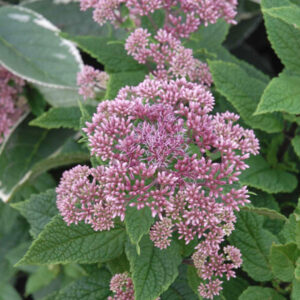 Joe-Pye Weed 'Little Joe'