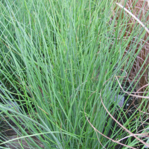 Juncus 'Blue Arrows'