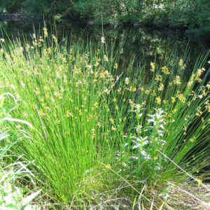 Juncus Effusus 'Soft Rush'