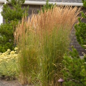 Karl Foerster Feather Reed Grass