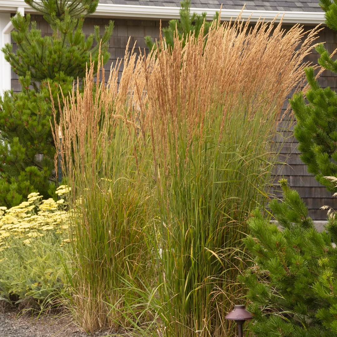Karl Foerster Feather Reed Grass