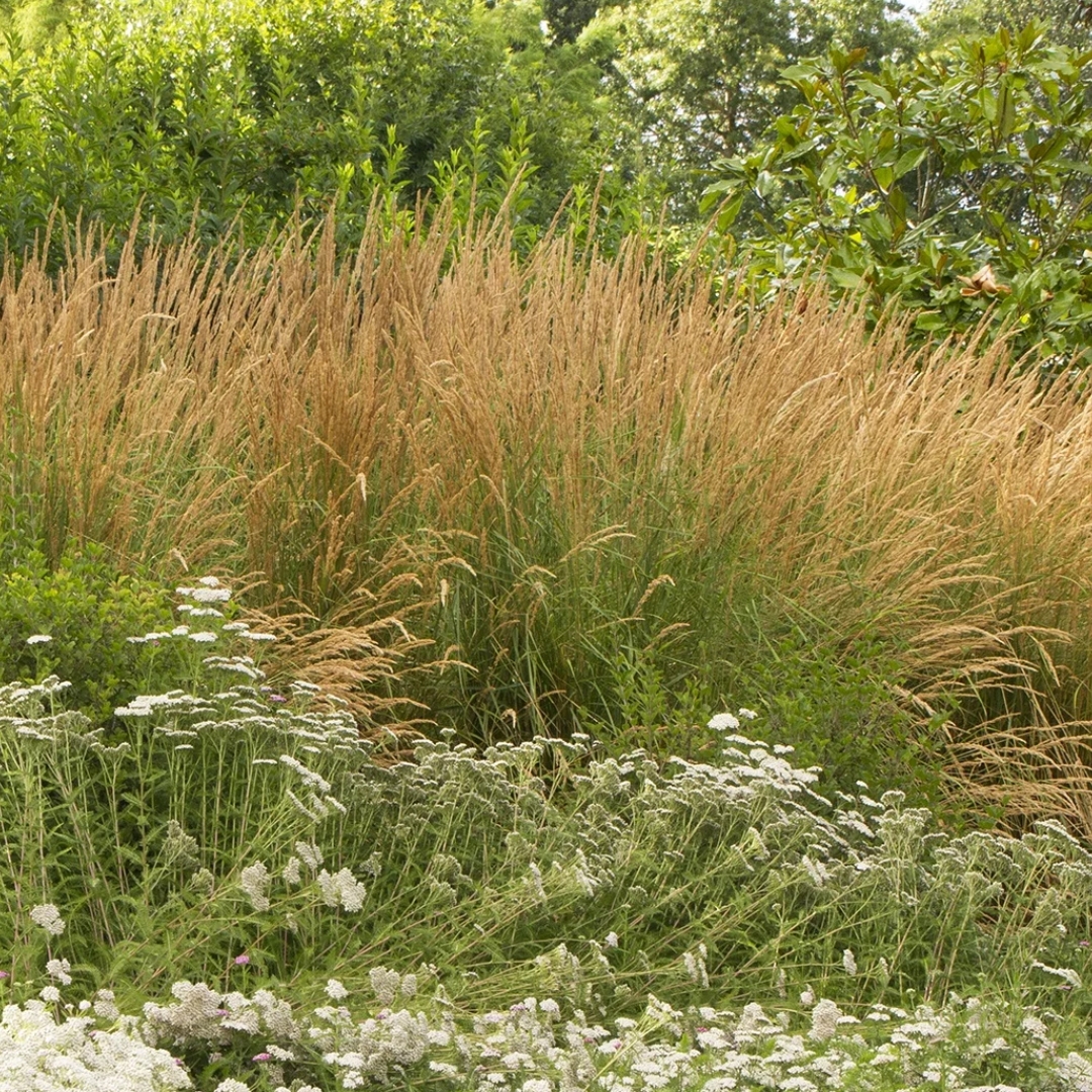 group of Karl Foerster Feather Reed Grass