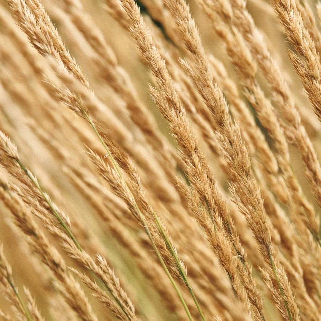Karl Foerster Feather Reed Grass up close