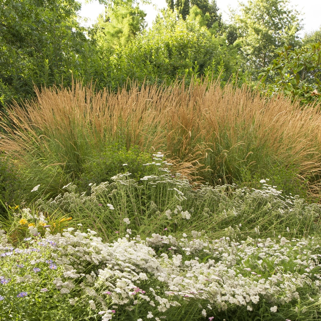 Karl Foerster Feather Reed Grass mass planted