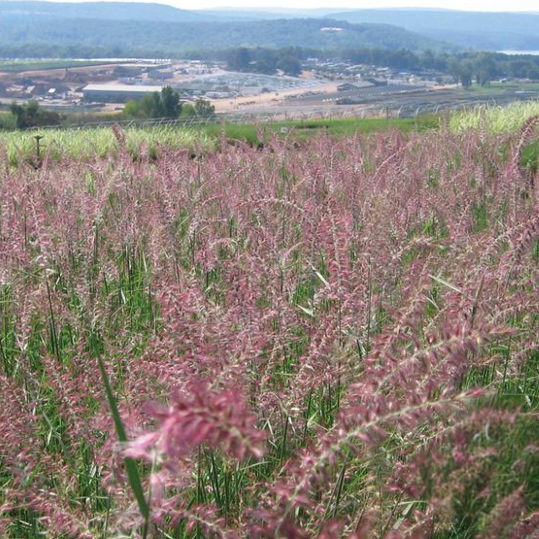 Karley Rose Fountain Grass