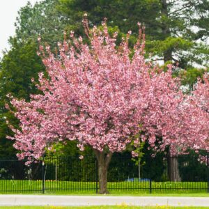 Kwanzan Flowering Cherry