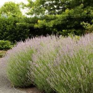 Lavender 'Provence'