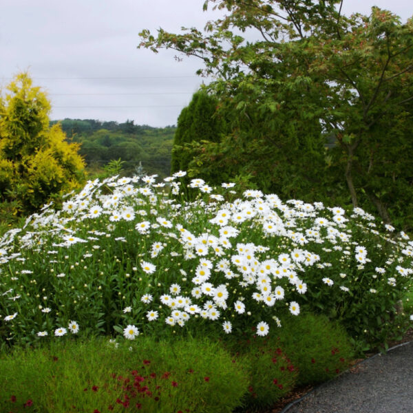 Leucanthemum 'Becky' - Image 3