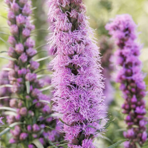 Liatris spicata 'Kobold'