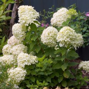 Little Lime Hydrangea