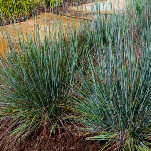 Little Bluestem 'Standing Ovation'