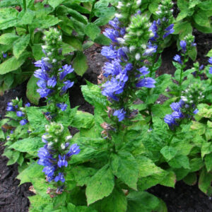 Lobelia 'Siphilitica'