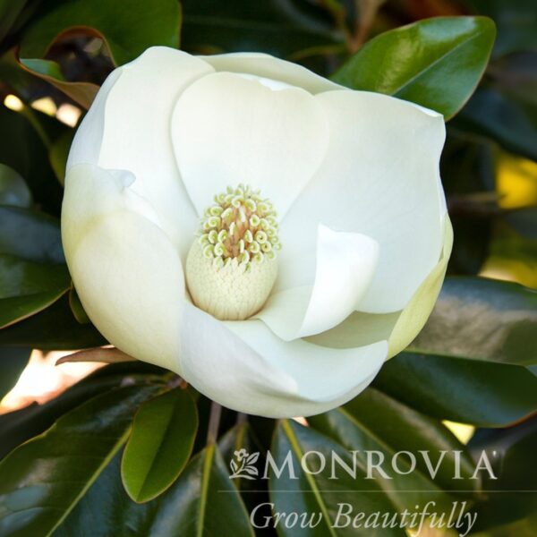 Magnolia 'Little Gem' flower