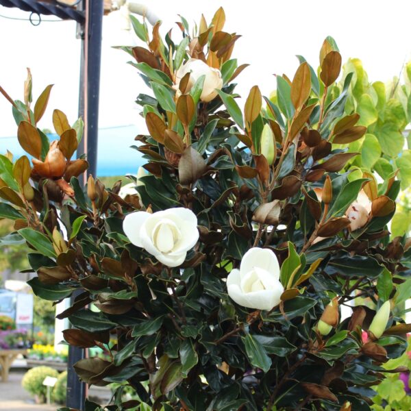 Magnolia 'Little Gem' group of flowers