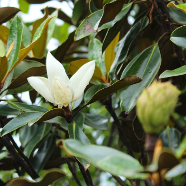 Magnolia 'Little Gem' flower and seed pod