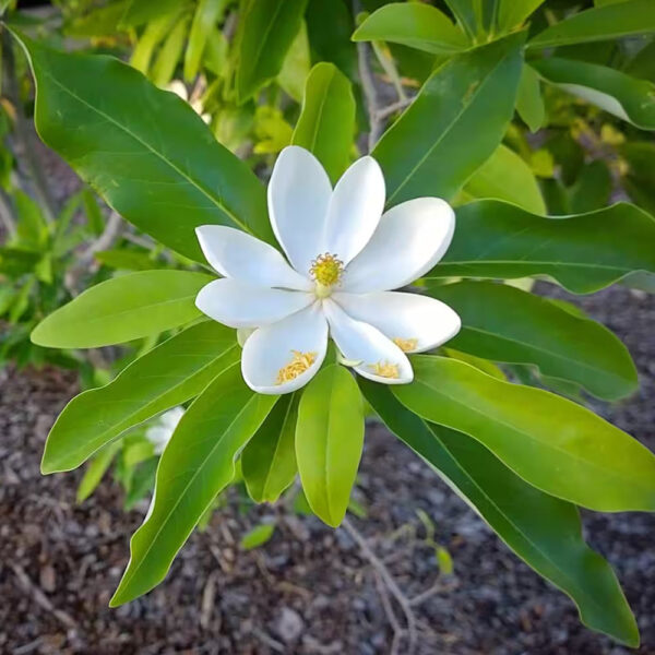 Magnolia_Sweet_Bay_01-1