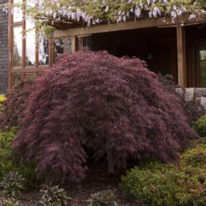 Japanese Maple 'Crimson Queen'