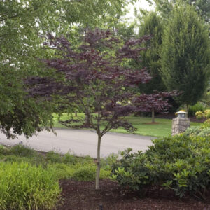 Japanese Maple 'Emperor One'