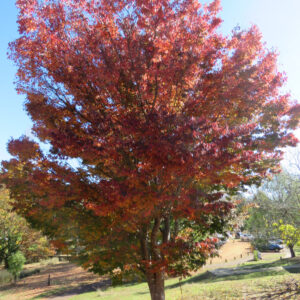 Maple 'Sun Valley'