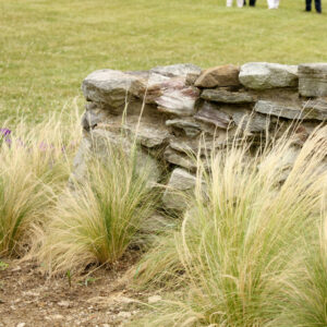 Mexican Feather Grass