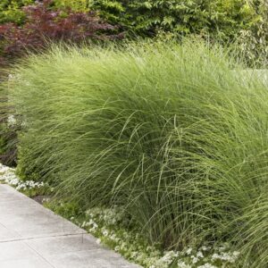 Miscanthus Gracillimus