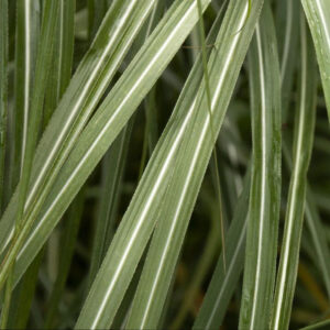 Miscanthus 'Adagio'