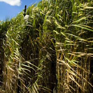 Miscanthus 'Giganteus'