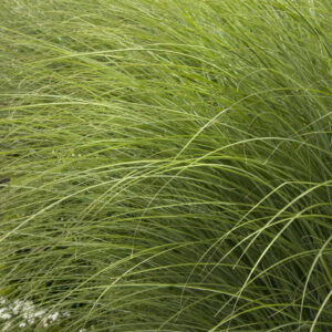 Miscanthus 'Gracillimus'