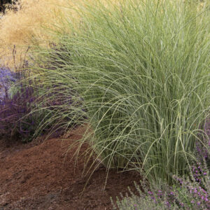 Miscanthus 'Morning Light'